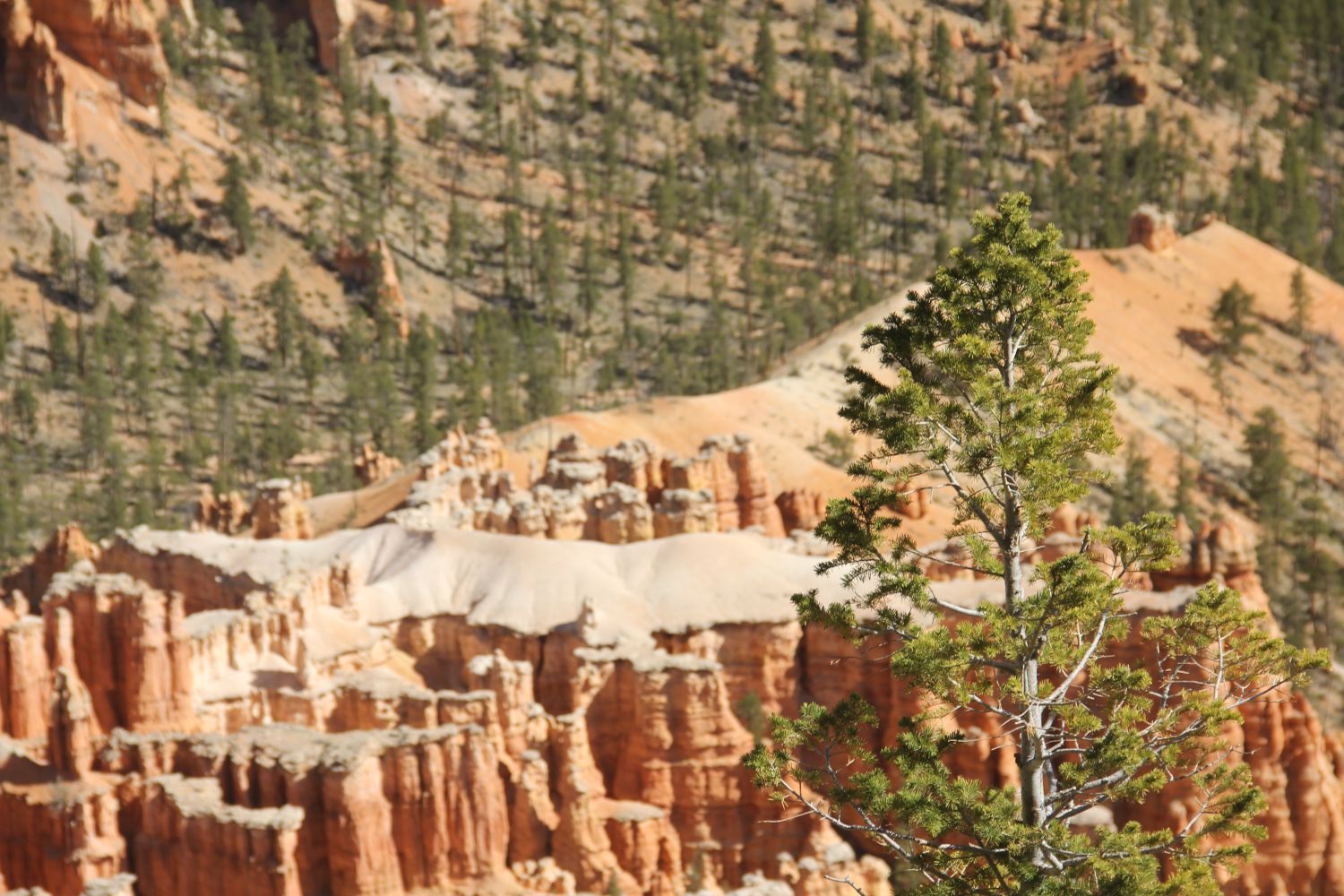 Bryce Point to Inspiration Point 